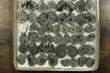 Lot: Cut & Polished, Pyrite Replaced Ammonite Pairs - Pairs #230338-1